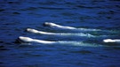 Vier Beluga-Wale (lat.: Delphinapterus laucas) in den Gewässern der Nordwest-Passage in Kanada | Bild: picture-alliance/dpa / Hinrich Bäsemann