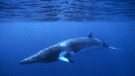 Ein Zwergwal gleitet durch das blaue Wasser des Meeres. Zwergwale sind die kleinste der Großwalarten. | Bild: picture-alliance/dpa