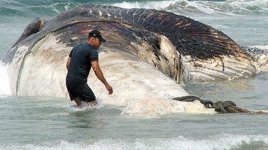 Verendeter 22 Meter langer Blauwal an der Küste Mexikos. Der größte Wal wurde durch den Walfang beinahe ausgerottet und steht nach wie vor auf der Roten Liste bedrohter Arten. | Bild: picture-alliance/dpa