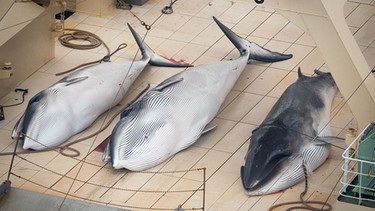 2014 dokumentieren Tierschützer japanischen Walfang; drei tote geschützte Mink-Wale | Bild: Tim Watters / Sea Shepherd Australia 