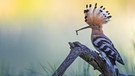 Wiedehopf (Upupa epops) mit Wurm als Nahrung, bei der Nahrungssuche, Sonnenaufgang, Biosphärenreservat Mittelelbe, Sachsen- Anhalt, | Bild: picture alliance/imageBROKER