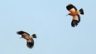 Afrikanischer Wiedehopf (Upupa africana), fliegendes Paar, Südafrika, Westkap, West Coast Nationalpark | Bild: picture alliance / blickwinkel/M. Woike
