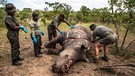 Wilderei in Südafrika. Nashorn mit abgeschnittenem Horn | Bild: picture-alliance/dpa