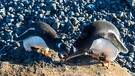 Zwei Eselspinguine am Südpol. Wusstet ihr, dass Pinguine Steine verschenken? Dass Tiere auch selbstlos schenken können, beweist der Eselspinguin. Die Männchen beschenken ihre Gattinnen mit Steinen, die sie teilweise aus großer Entfernung zum Nest transportieren.  | Bild: picture-alliance/dpa