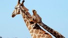 Zwei Giraffen im Krüger Nationalpark | Bild: picture-alliance/dpa/Florian Launette