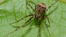 Der Zweihöcker-Spinnenfresser (Ero furcata) wurde zur Spinne des Jahres 2021 erklärt. Diese Spinnenfresser-Art gilt nicht als gefährdet. Sie lebt an naturnahen Standorten, auf bedecktem Waldboden oder unter Sträuchern am Waldrand.  | Bild: Hubert Höfer
