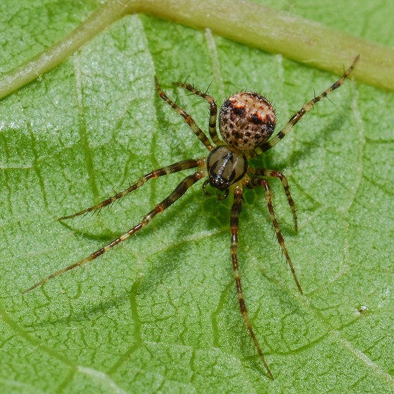 Der Zweihöcker-Spinnenfresser (Ero furcata) wurde zur Spinne des Jahres 2021 erklärt. Diese Spinnenfresser-Art gilt nicht als gefährdet. Sie lebt an naturnahen Standorten, auf bedecktem Waldboden oder unter Sträuchern am Waldrand.  | Bild: Hubert Höfer