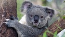 Koalabär | Bild: colourbox.com