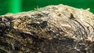 Geierschildkröte aus dem Reptilienzoo in Regensburg | Bild: picture-alliance/dpa
