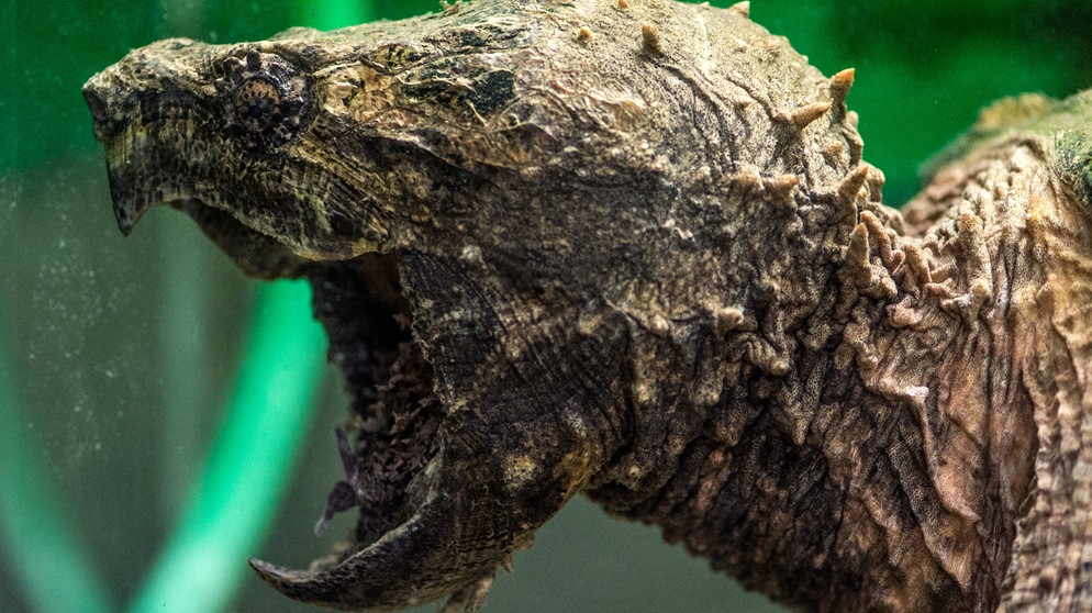 Geierschildkröte aus dem Reptilienzoo in Regensburg | Bild: picture-alliance/dpa