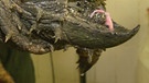 Geierschildkröte (Süßwasserschildkröte) | Bild: picture-alliance/dpa