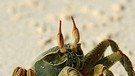Geisterkrabben fressen das Fleisch von jungen Schildkröten. | Bild: picture-alliance/dpa