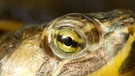 Gelbwangen-Schmuckschildkröte (Süßwasserschildkröte) | Bild: picture-alliance/dpa
