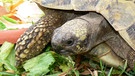 Griechische Landschildkröte beim Fressen | Bild: picture-alliance/dpa