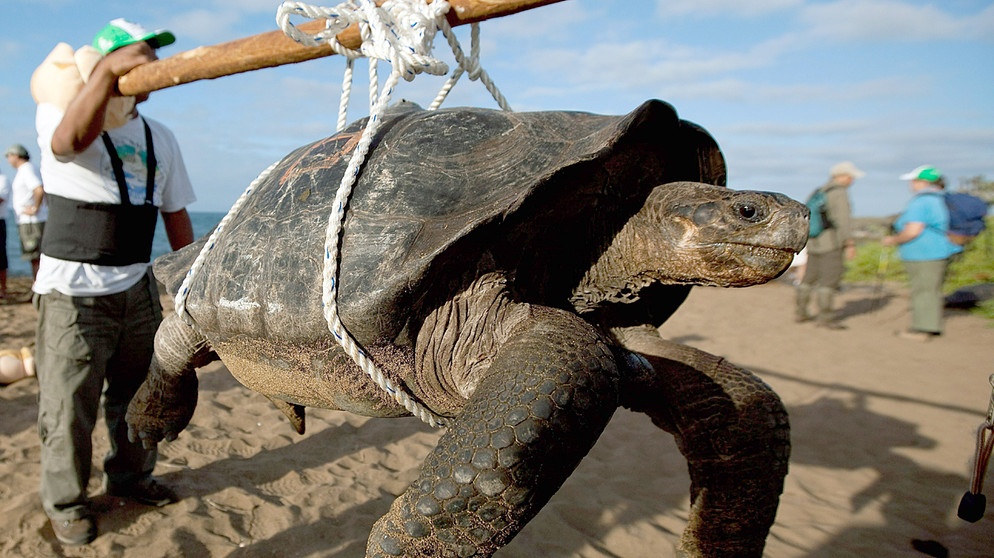 Riesenschildkröte auf den Galapagos wird transportiert | Bild: picture-alliance/dpa