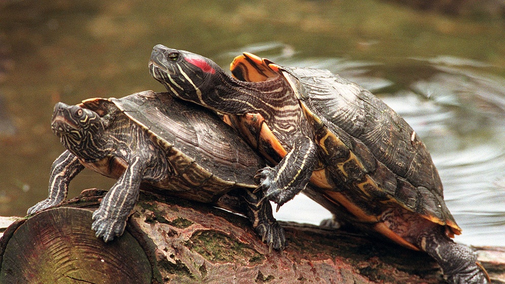 Rotwangen-Schmuckschildkröte (Süßwasserschildkröte) | Bild: picture-alliance/dpa