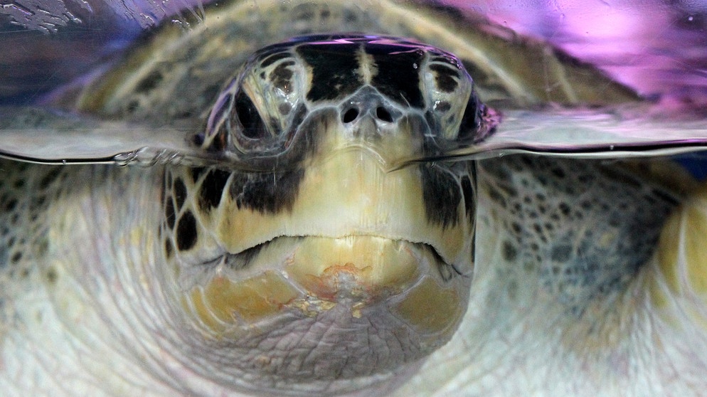 Suppenschildkröte (Meeresschildkröte) | Bild: picture-alliance/dpa