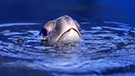 Suppenschildkröte (Meeresschildkröte) | Bild: Jeff Seminoff, NOAA