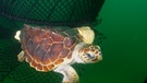 Unechte Karettschildkröte flüchtet vor einem Fangnetz | Bild: NOAA