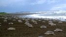 "Olive Ridley Arribada" der Meeresschildkröten in Mexiko zur Eiablage am Strand | Bild: Michael P. Jensen / NOAA