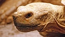 Riesenschildkröte | Bild: colourbox.com
