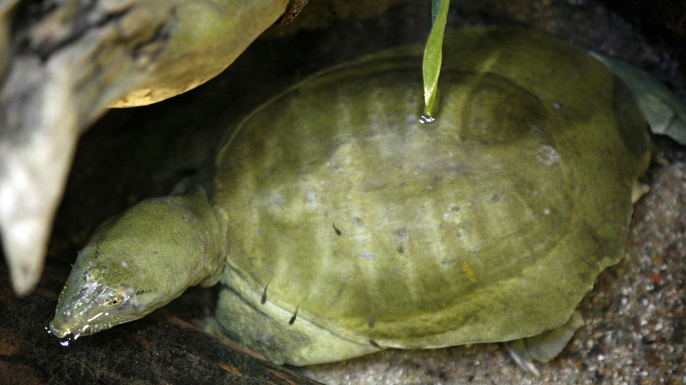 Chinesische Weichschildkröte (Süßwasserschildkröte) | Bild: picture-alliance/dpa