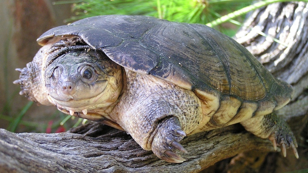 Afrikanische Schildkröte: "echte" Pelomdeusa subrufa | Bild: A. Schleicher, Senckenberg Forschungsinstitut, Dresden