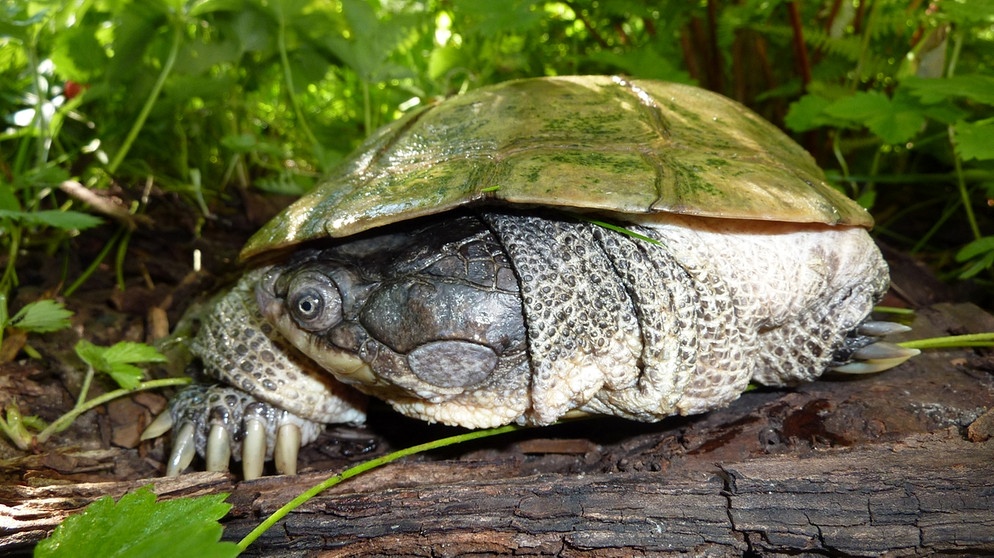 Afrikanische Schildkröte: Pelomedusa neumanni | Bild: H. Prokop, Senckenberg Forschungsinstitut, Dresden