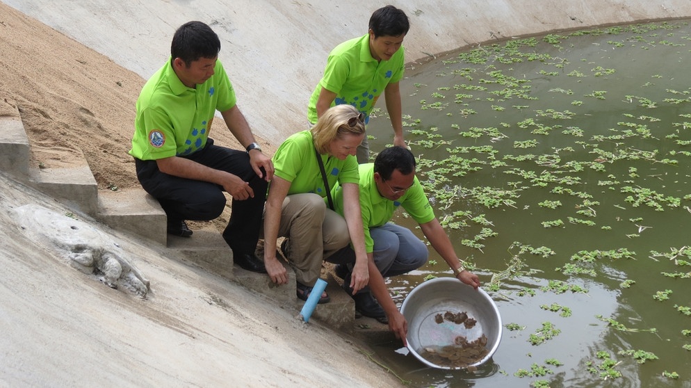 Nachwuchs höchst seltener Riesenschildkröte im Mekong ausgesetzt | Bild: Conservation International / picture-alliance/dpa