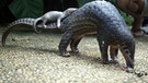 Der Welt-Schuppentier-Tag erinnert daran, dass die Tannenzapfentiere (auch: Pangoline) vom Aussterben bedroht sind. | Bild: picture alliance / AP Photo