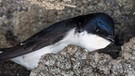 Eine Mehlschwalbe (Delichon urbicum) baut an ihrem Nest am 17.05.2017 unter dem historischen Verladeturm am Fluss Oder in Groß Neuendorf im Oderbruch (Brandenburg) | Bild: dpa-Bildfunk