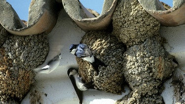 Balzende Mehlschwalben bauen ihr Nest an einer Hauswand | Bild: picture alliance / wildlife