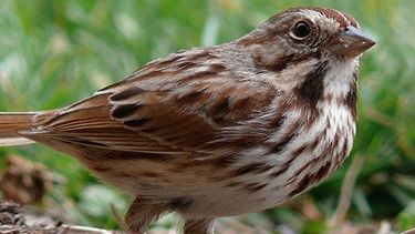 Die Singammer (Melospiza melodia) ist ein in Nordamerika verbreiteter Singvogel. | Bild: Ken Thomas / Wikimedia, public domain