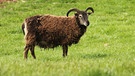 Ein Soay-Schaf, eine aus der Steinzeit stammende Schafsrasse, auf einer Wisse. | Bild: colourbox.com