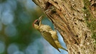 Grünspecht füttert einen Jungvogel | Bild: picture-alliance/dpa