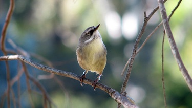 Vögel schätzen Gefährdung ihrer Brut ein, bevor sie Alarm schlagen. | Bild: Ben Pitcher/picture-alliance/dpa