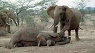 Elefanten trauern um ihren Artgenossen. Was denken und empfinden Tiere?  | Bild: picture-alliance/dpa-report