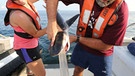 Forscher untersuchen den Mageninhalt von Baby-Tigerhaien | Bild: dpa-Bildfunk/Marcus Drymon