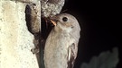 Der Trauerschnäpper steht auf der Roten Liste wandernder Vogelarten (Zugvögel). | Bild: picture-alliance/dpa