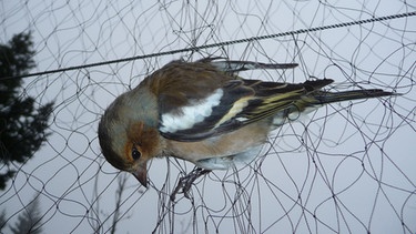 Ein Buchfink, gefangen in einer Großfanganlage in der Lombardei | Bild: Komitee gegen den Vogelmord e.V.