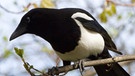 Elstern erkennt man leicht an ihrem schwarz-weißen Gefieder und ihrem langen Schwanz.  | Bild: picture-alliance/dpa