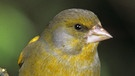 Grünfinken sind gelb-grün und sogar leichten gelb an den Flügeln und am Schwanz. Auffällig ist auch ihr kräftiger, kurzer Schnabel.   | Bild: picture-alliance/dpa
