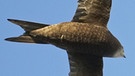 Mauersegler werden manchmal mit Schwalben verwechselt, sind aber viel größer. Ein Mauersegler hat eine Flügelspannweite von mehr als 40 Zentimetern. Seine Flügel sind lang und sichelförmig, der Schwanz kurz und gegabelt.   | Bild: dpa-picture alliance/WILDLIFE
