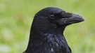Rabenkrähe oder Aaskrähe (Corvus Corone). Sie wird meist nur Rabe oder Krähe genannt. Ihr Gefieder ist glänzend schwarz, der Schnabel kräftig und schwarz.   | Bild: imago/McPhoto