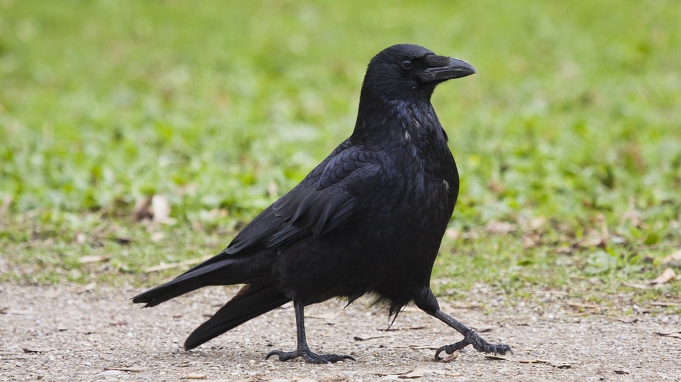 Rabenkrähe oder Aaskrähe (Corvus Corone). Sie wird meist nur Rabe oder Krähe genannt. Ihr Gefieder ist glänzend schwarz, der Schnabel kräftig und schwarz.   | Bild: imago/McPhoto