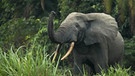Der Bestand des Afrikanischen Waldelefanten ist in den vergangenen 30 Jahren um etwa 86 Prozent geschrumpft. Auf der Roten Liste wurde er daher in die höchste Kategorie eingestuft. | Bild: picture-alliance/Godong/Nicolas Deloche