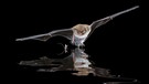 Wasserfledermaus (Myotis daubentonii) | Bild: picture alliance / blickwinkel/AGAMI/T. Douma