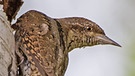 Der Wendehals (Jynx torquilla) steht auf der Roten Liste gefährdeter Brutvögel in Bayern. Er ist der einzige Zugvogel unter den Spechten, der in Afrika überwintert. | Bild: imago/imagebroker