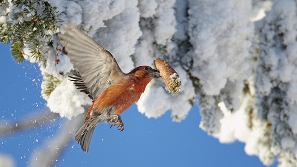 Fichtenkreuzschnabel im Anflug auf eine Fichte. Vielleicht entdecken Sie einen bei der "Stunde der Wintervögel" (Mitmach-Vogelzählung). | Bild: picture alliance/WILDLIFE