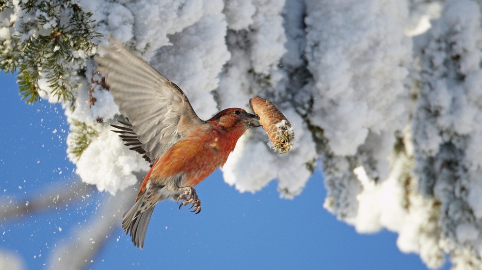 Fichtenkreuzschnabel im Anflug auf eine Fichte. Vielleicht entdecken Sie einen bei der "Stunde der Wintervögel" (Mitmach-Vogelzählung). | Bild: picture alliance/WILDLIFE